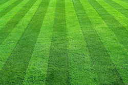 VIP Mows